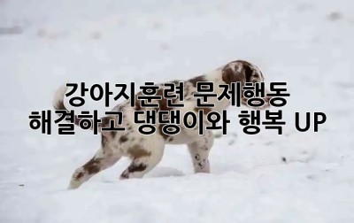 강아지훈련🐾 문제행동 해결하고 댕댕이와 행복 UP! 🐶